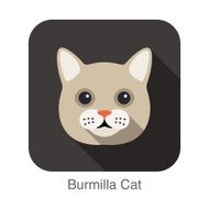 Burmilla Cat Cat breed face cartoon flat icon design