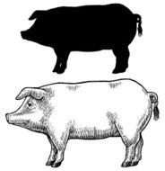Pig Swine or Hog
