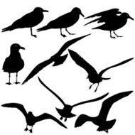 silhouettes of seagulls