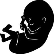 fetus silhouette