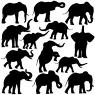 African elephants
