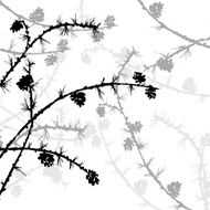 silhouettes of branches