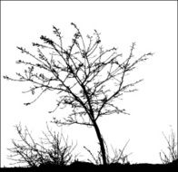 Tree and grass vector