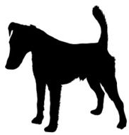fox terrier