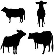 Cow Silhouette Collection (vector jpg)