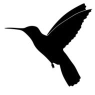 colibri