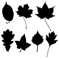 Leaves Silhouette N4