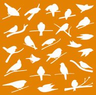 Birds N80