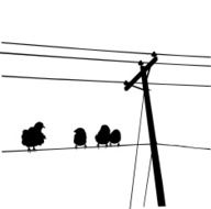 Hey There Lonely Bird