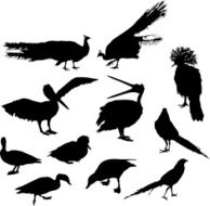 Birds set I