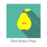 Red Anjou Pear food and drink flat icon series