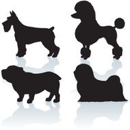 Dogs - Companion Schnauzer Poodle Bulldog Lhasa Apso