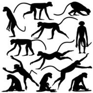 Monkey poses