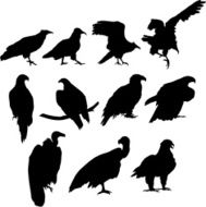 Eagles N3