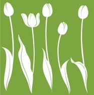 Tulips N23