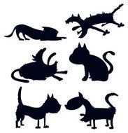 cats N55