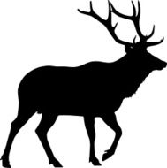 Elk