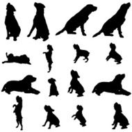 Vector silhouette of a dog N16