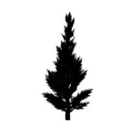 juniper