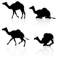 Camel Silhouette Collection