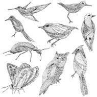 Hand Drawn Birds and Bugs