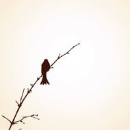 Bird N36