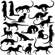 Meerkats