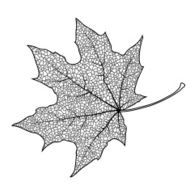 Maple Leaf N26