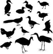 Birds set II