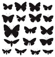 Butterflies set