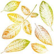 Leaves N87