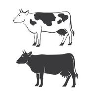 Two Cows N6