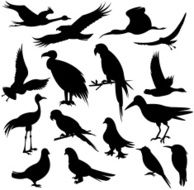 Birds N81