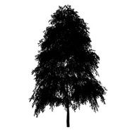 birch silhouette