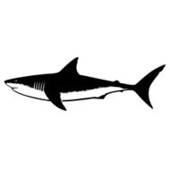 Great White Shark Silhouette Isolated on