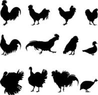 Roosters