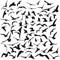 Seagulls black silhouette on white background Vector