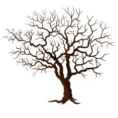 Tree without leaves isolated on white