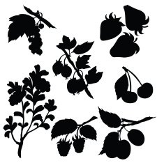 Vector silhouette of different berries
