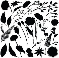 Vector silhouette of different flowers
