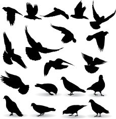 Pigeons N2