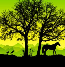 Wildlife silhouette in the green country