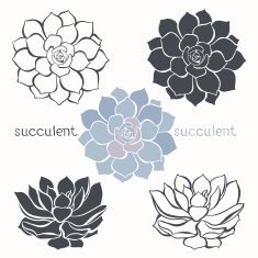 Graphic set with succulents isolated on white background