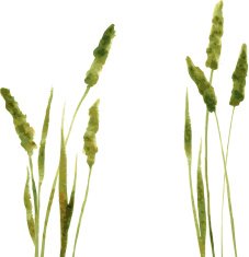 Silhouettes of flowers and grass N37