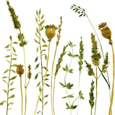 Silhouettes of flowers and grass N38