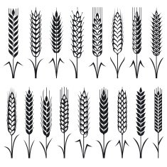 Wheat N7