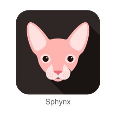 Sphynx Cat breed face cartoon flat icon design