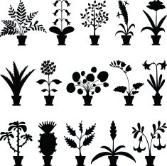 houseplants N2