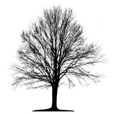 Vector Tree Isolated N27