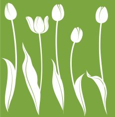 Tulips N23